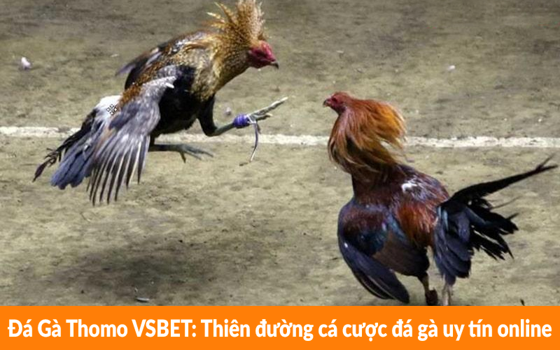 Đá Gà Thomo VSBET – Thiên đường cá cược đá gà uy tín online Đá Gà Thomo VSBET - Thiên đường cá cược đá gà uy tín online