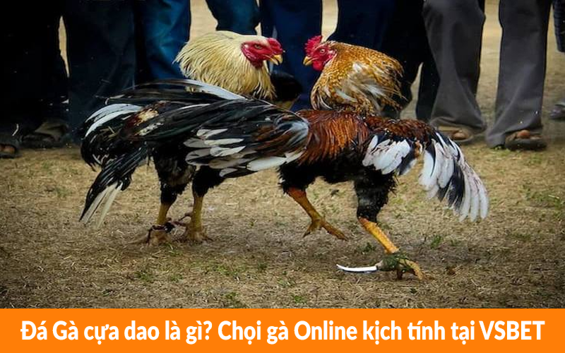Đá Gà cựa dao là gì? Chọi gà Online kịch tính tại VSBET