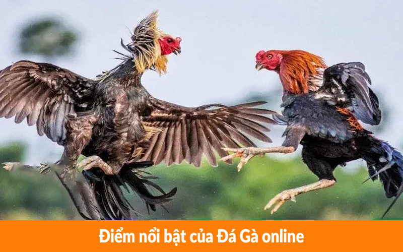 Điểm nổi bật của Đá Gà online Điểm nổi bật của Đá Gà online