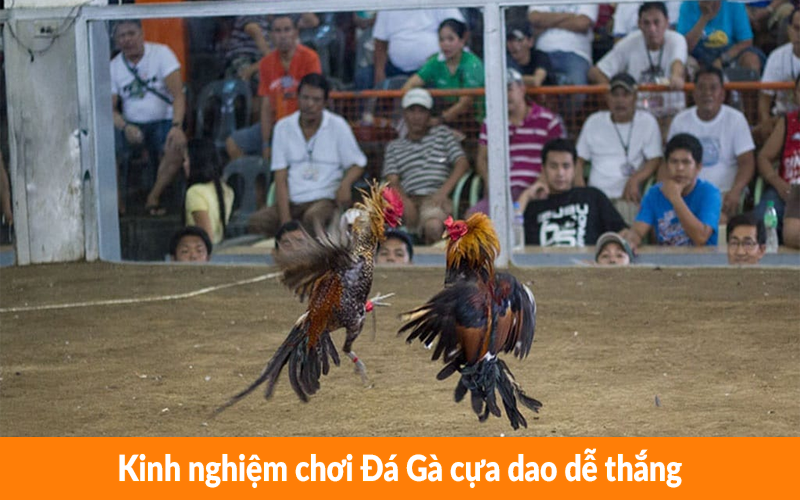 Kinh nghiệm chơi Đá Gà cựa dao dễ thắng Kinh nghiệm chơi Đá Gà cựa dao dễ thắng