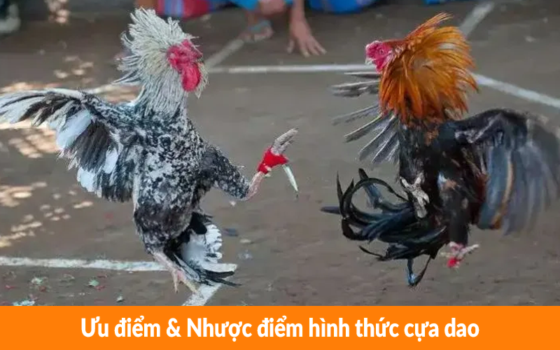 Ưu điểm & Nhược điểm hình thức cựa dao Ưu điểm & Nhược điểm hình thức cựa dao